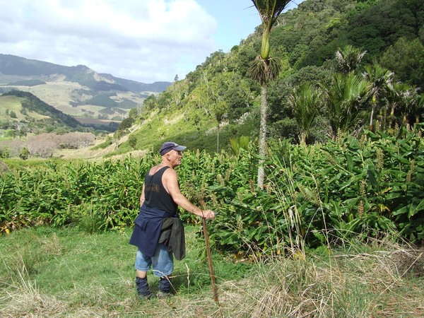 Ken in his element; at work in the field, tackling a wild ginger infestation at Waimamaku